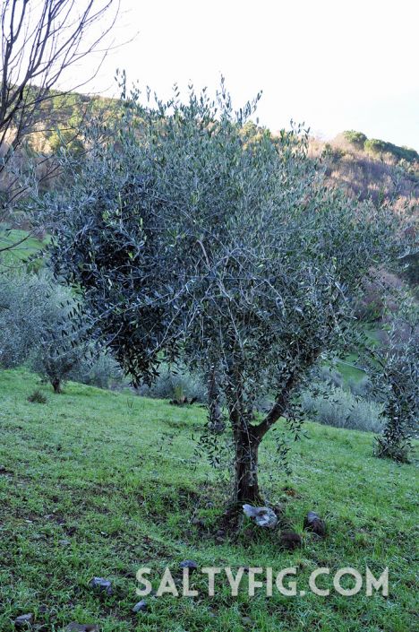 olive tree,tuscany,italy