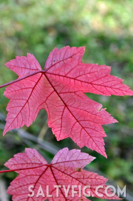 fall,maple,leaf