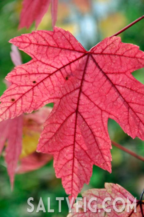 fall,maple,leaf